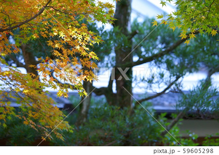 日本庭園の紅葉・吉城園3 日本庭園の紅葉・吉城園3 59605298