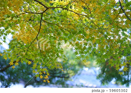 日本庭園の紅葉・吉城園5 日本庭園の紅葉・吉城園5 59605302