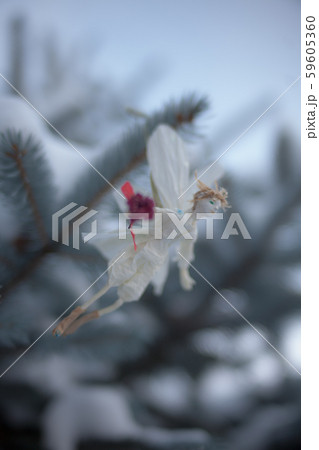 妖精とクリスマス 妖精とクリスマス 59605360