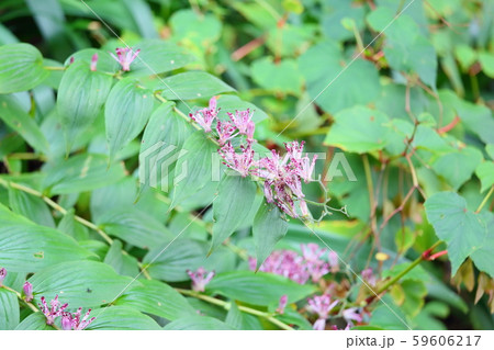 ホトトギスの花 59606217