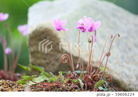 シクラメンの花　ヘデリフォリウム 59606224