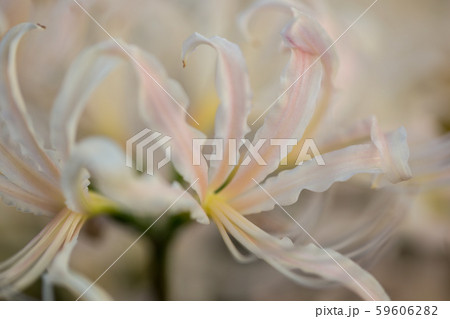 また会いましょうねという意味が込められている白い彼岸花 59606282