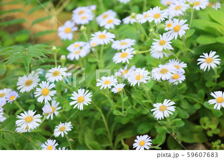 ダルマギクの花 59607683