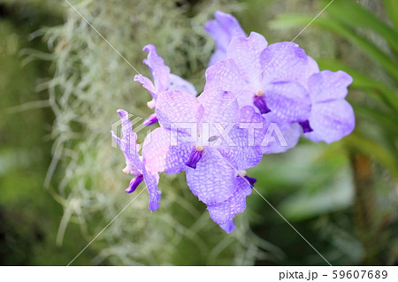 バンダの花の写真素材