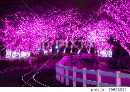 冬の桜並木 59608392