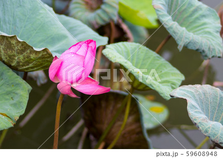 花 フラワー お花 59608948