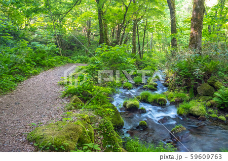 木谷沢　新緑　大山 59609763