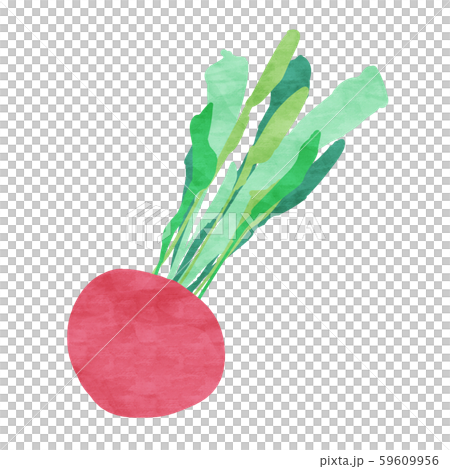 赤色のカブ/蕪 59609956
