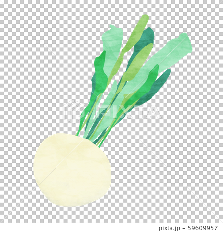 White turnip / turnip White turnip / turnip 59609957