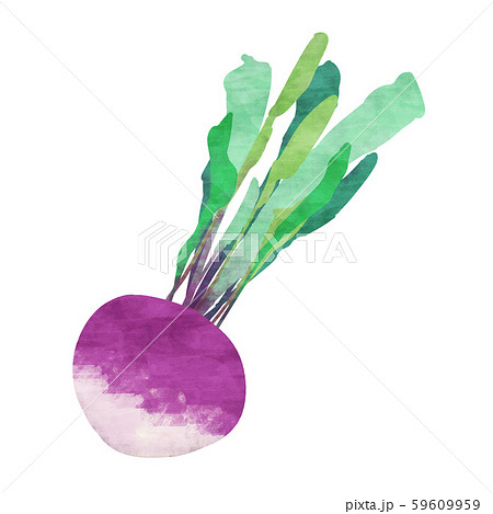 紫色のカブ 蕪のイラスト素材