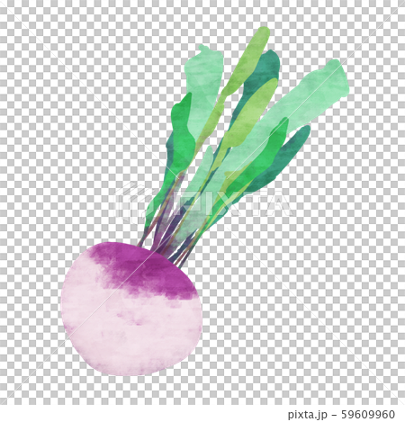 Purple turnip / turnip 59609960