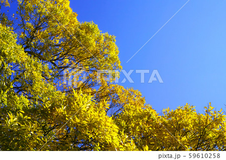 秋 初冬 冬情景イメージ 秋 初冬 冬情景イメージ 59610258