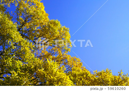 秋 初冬 冬情景イメージ 秋 初冬 冬情景イメージ 59610260