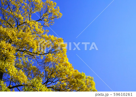 秋　初冬　冬情景イメージ 59610261