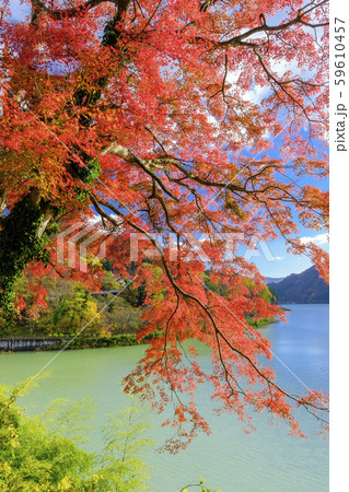 紅葉の楓と赤谷湖（縦） 59610457