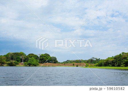 Panorama from Amazon rainforest, Brazilian wetland 59610582