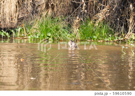 Giant otter from Pantanal, Brazil Giant otter from Pantanal, Brazil 59610590