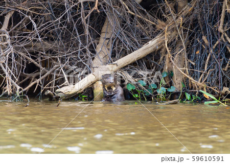 Giant otter from Pantanal, Brazil Giant otter from Pantanal, Brazil 59610591