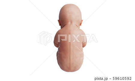 Embryo human fetus unborn, back view Embryo human fetus unborn, back view 59610592