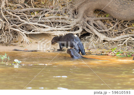 Giant otter from Pantanal, Brazil 59610593