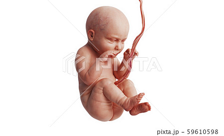 Embryo human fetus unborn baby beautiful 59610598