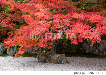 秋の天授庵 59611157