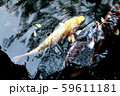 泳ぐ鯉 59611181