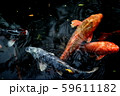 鯉 59611182
