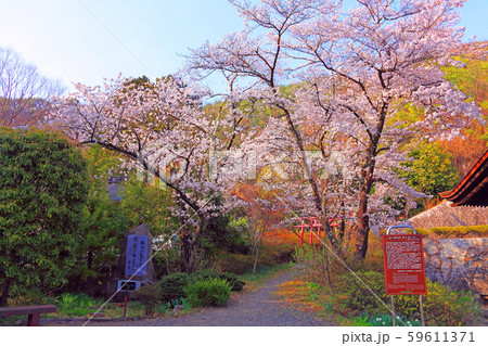 大善寺境内に咲き誇る満開の桜 59611371