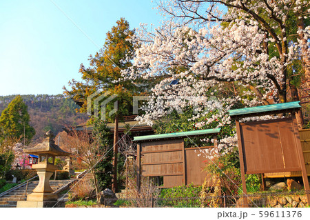 大善寺入口付近と満開のソメイヨシノ 59611376