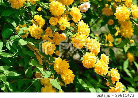 色鮮やかな八重咲きヤマブキの花 59611472