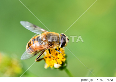 ナミハナアブ 59611478
