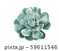 Succulentecheveria lola-07.eps 59611546