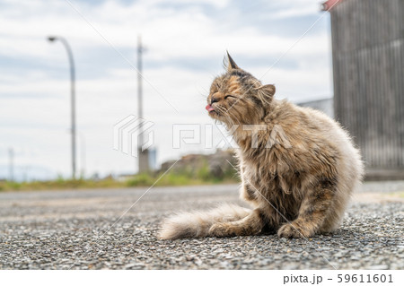 相島の猫 相島の猫 59611601