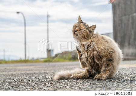 相島の猫 59611602