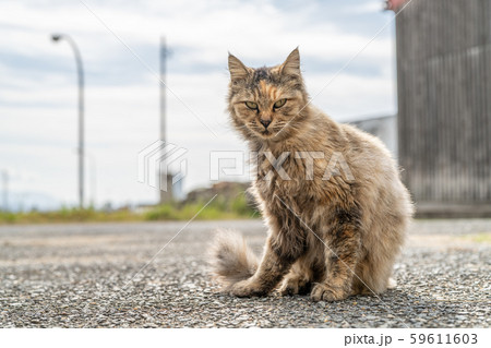 相島の猫 59611603