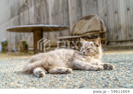 相島の猫 59611604