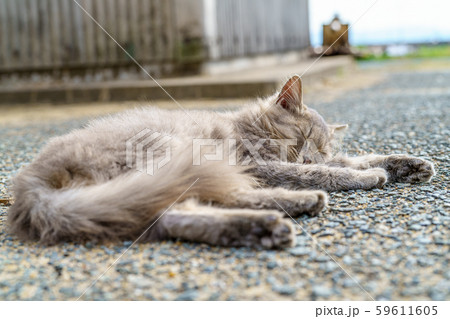 相島の猫 59611605