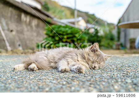 相島の猫 相島の猫 59611606