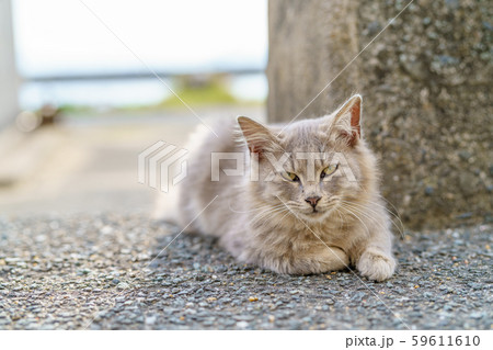 相島の猫 相島の猫 59611610