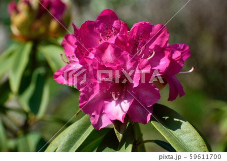 西洋シャクナゲ ショッキングピンクの花の写真素材