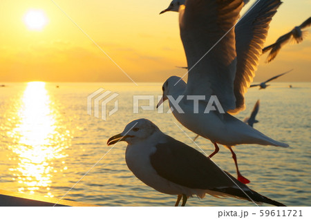 夕暮れ時の浜辺にカモメが飛んでいます。 夕暮れ時の浜辺にカモメが飛んでいます。 59611721
