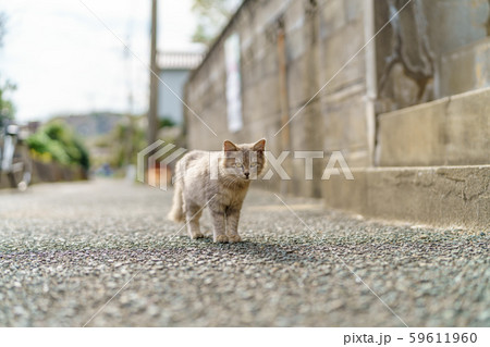 相島の猫 相島の猫 59611960