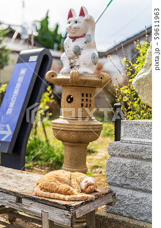 相島の猫 59611963