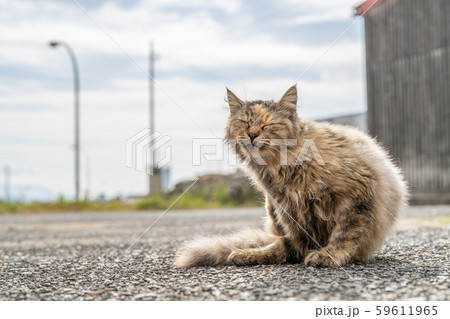 相島の猫 相島の猫 59611965