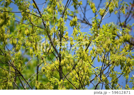 青空とシジュウカラ 59612871