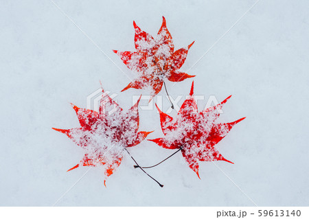 雪ともみじ 雪ともみじ 59613140