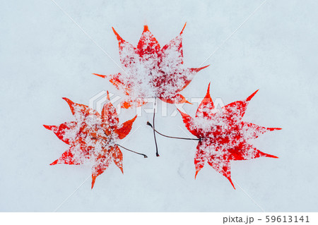 雪ともみじ 雪ともみじ 59613141
