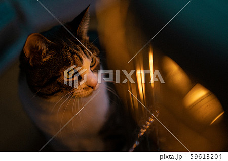 猫とストーブ 59613204