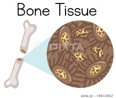 Magnified tissue inside bone Magnified tissue inside bone 59613602